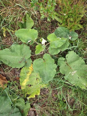 photo of Lesser Burdock
