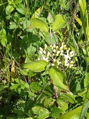photo of Dogwood