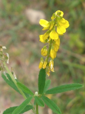 photo of Ribbed Melilot