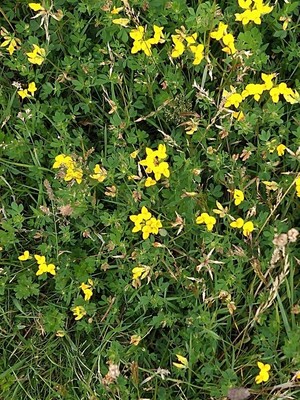 photo of Bird's Foot Trefoil