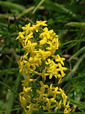 photo of Lady's Bedstraw