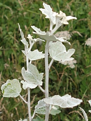 photo of White Poplar