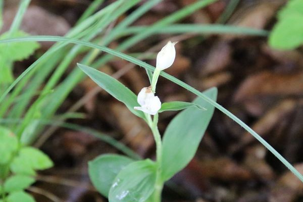 photo of White Helleborine
