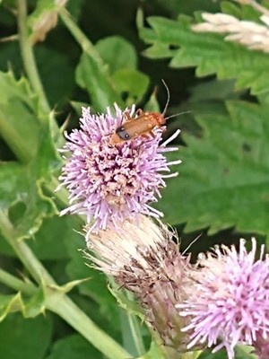 photo of Creeping Thistle