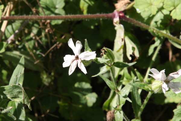 photo of White Campion