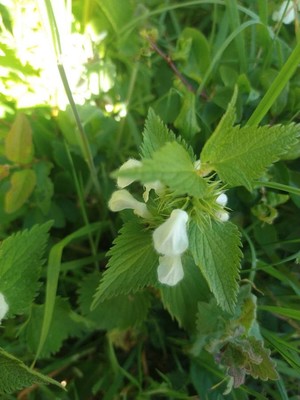 photo of White Dead Nettle