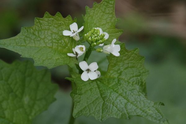 photo of Garlic Mustard