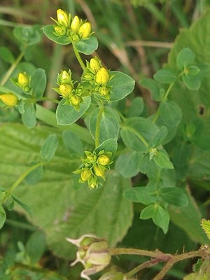 photo of Imperforate St. John's Wort