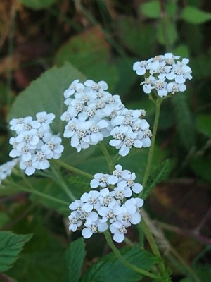 photo of Yarrow