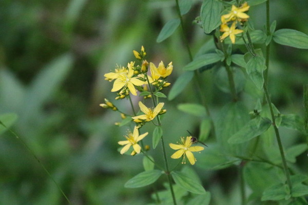 photo of Hairy St John's Wort