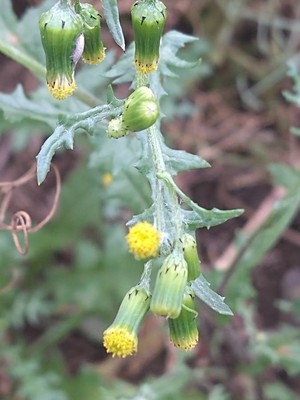 photo of Groundsel