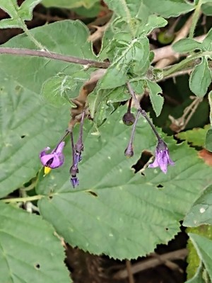 photo of Bittersweet