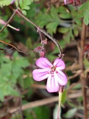 photo of Herb Robert