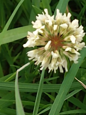 photo of White Clover