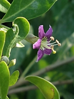 photo of Duke Of Argyll's Teaplant