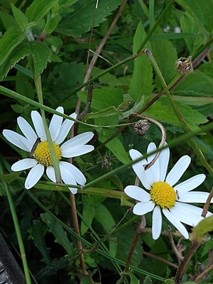 photo of Oxeye Daisy