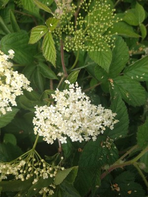 photo of Meadowsweet