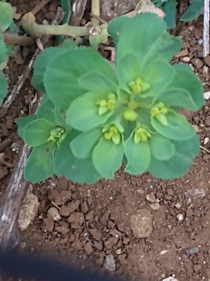 photo of Sun Spurge