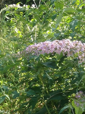 photo of Butterfly Bush
