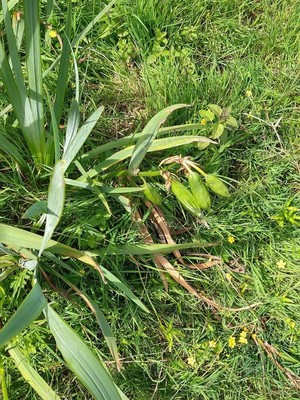 photo of Yellow Iris