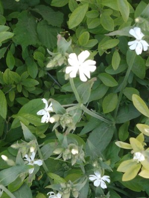 photo of White Campion