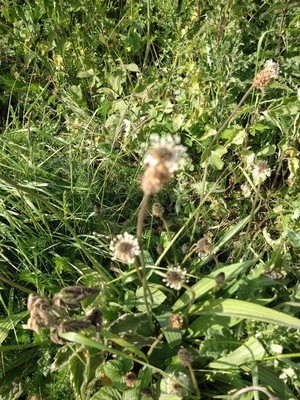 photo of Ribwort Plantain