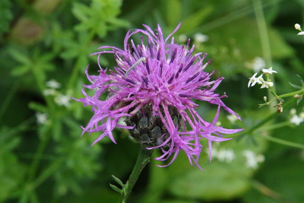photo of Greater Knapweed
