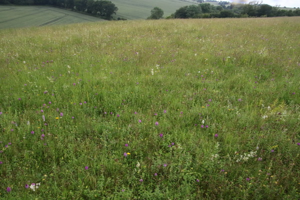 photo of Pyramidal Orchid