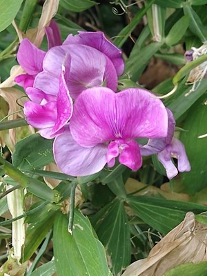 photo of Broad Leaved Everlasting Pea