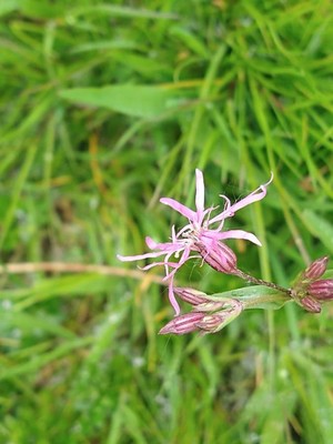 photo of Ragged Robin