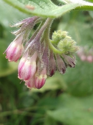 photo of Common Comfrey