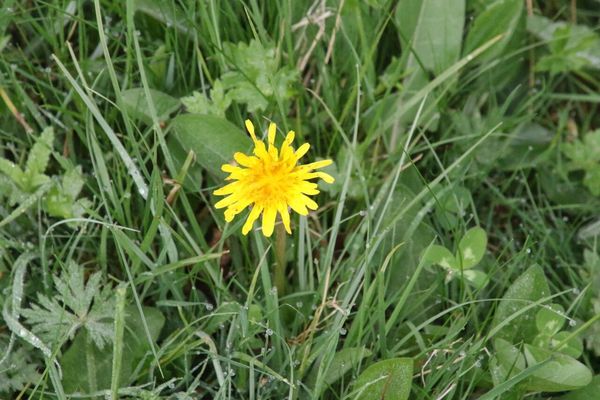 photo of Dandelion