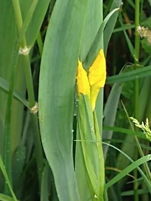 photo of Yellow Iris