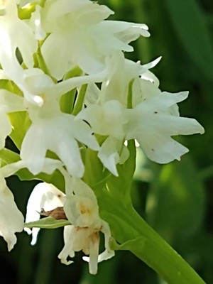 photo of Chalk Fragrant Orchid