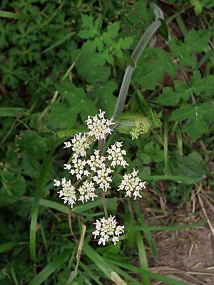 photo of Hogweed