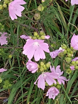 photo of Greater Musk Mallow