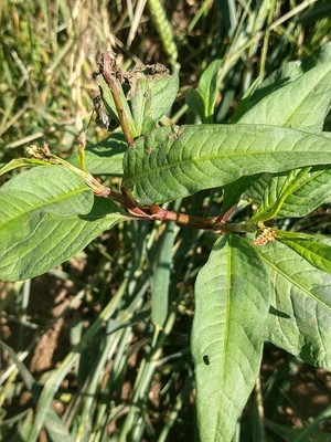 photo of Pale Persicaria