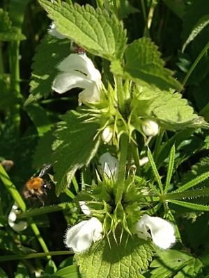 photo of White Dead Nettle