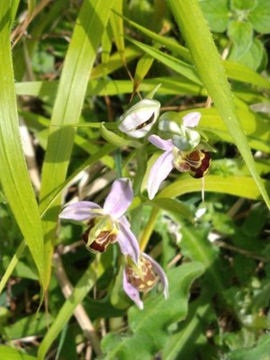 photo of Bee Orchid