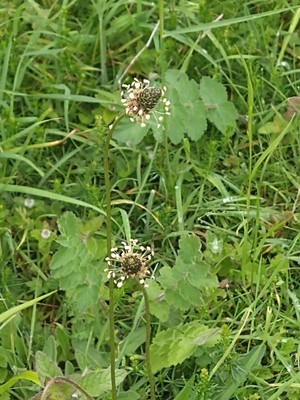 photo of Ribwort Plantain