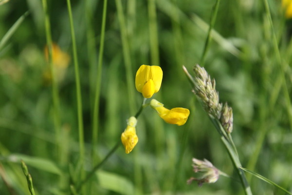 photo of Meadow Vetchling