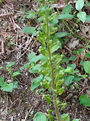 photo of Common Twayblade