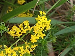 photo of Lady's Bedstraw