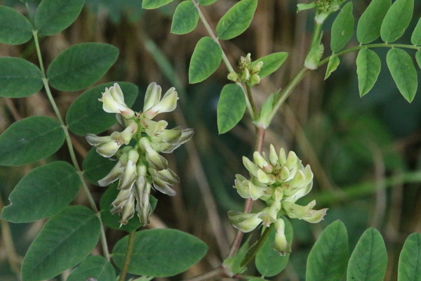 photo of Sweet Leaved Milk Vetch