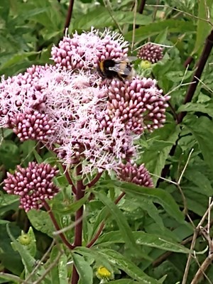 photo of Hemp Agrimony