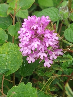 photo of Pyramidal Orchid