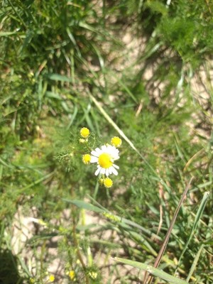 photo of Scented Mayweed