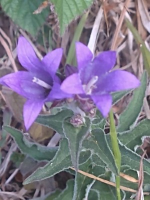 photo of Clustered Bellfower