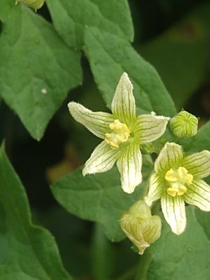 photo of White Bryony
