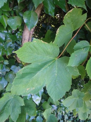 photo of Sycamore
